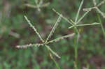 Bermudagrass